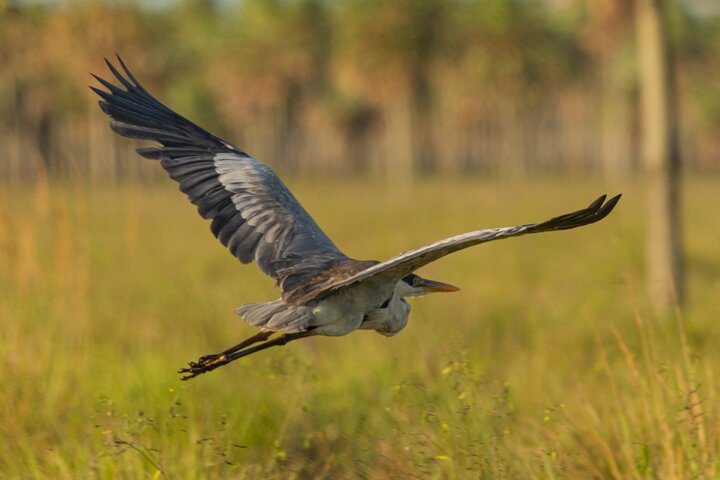 Birding and Nature Chaco Tour