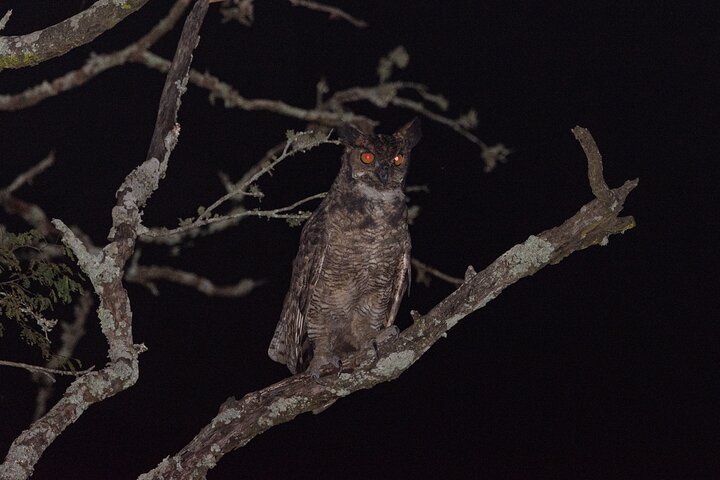 Birding and Nature Chaco Tour