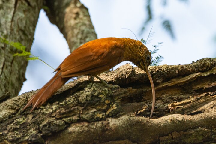 Birding and Nature Chaco Tour