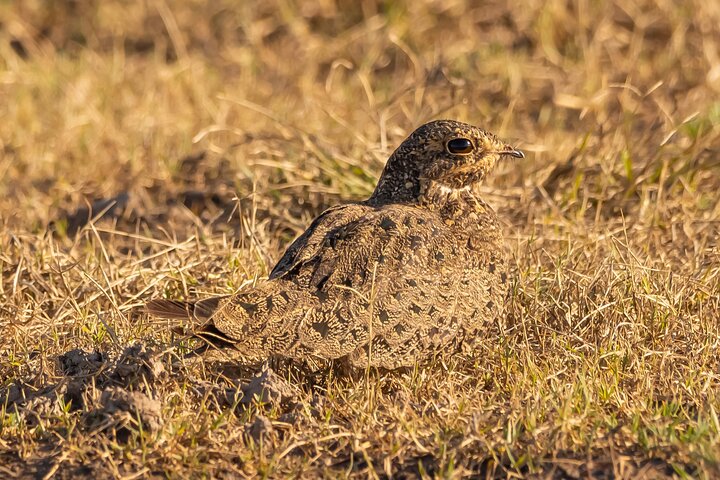 Birding and Nature Chaco Tour