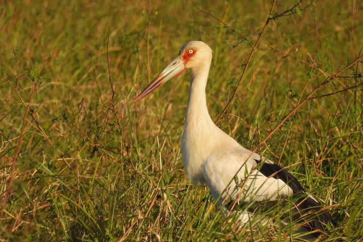 Birding and Nature Chaco Tour