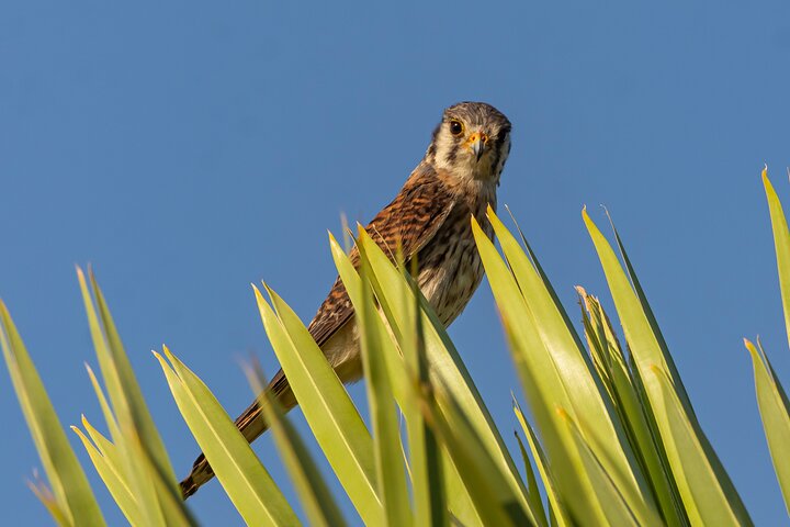 Birding and Nature Chaco Tour