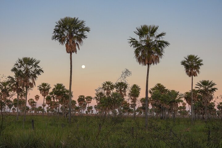 Birding and Nature Chaco Tour