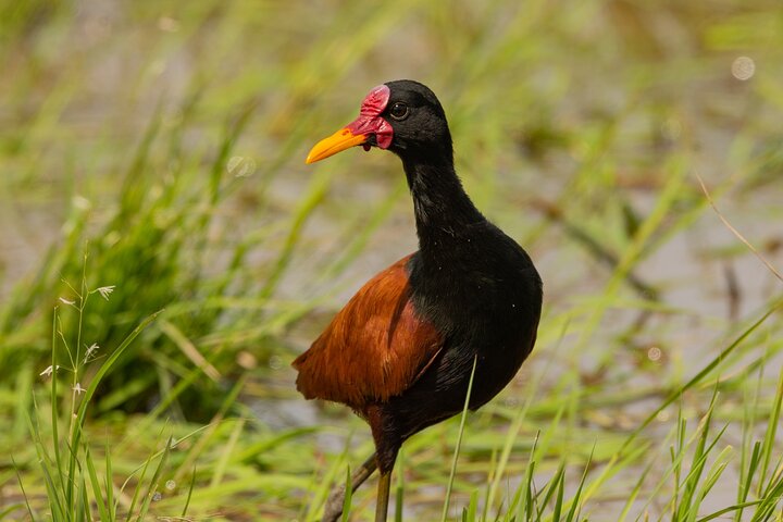 Birding and Nature Chaco Tour