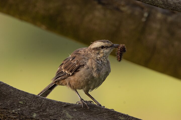Birding and Nature Chaco Tour