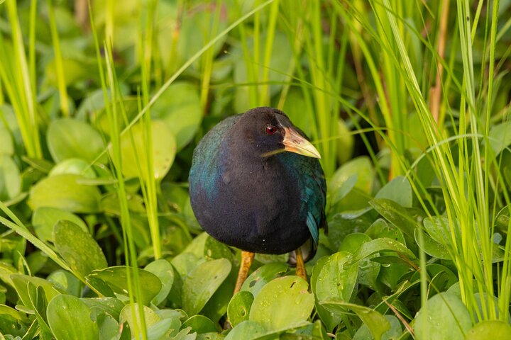 Birding and Nature Chaco Tour