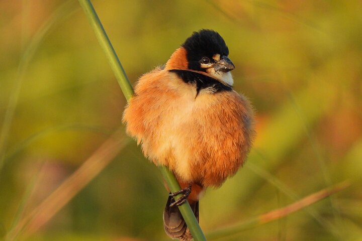 Birding and Nature Chaco Tour