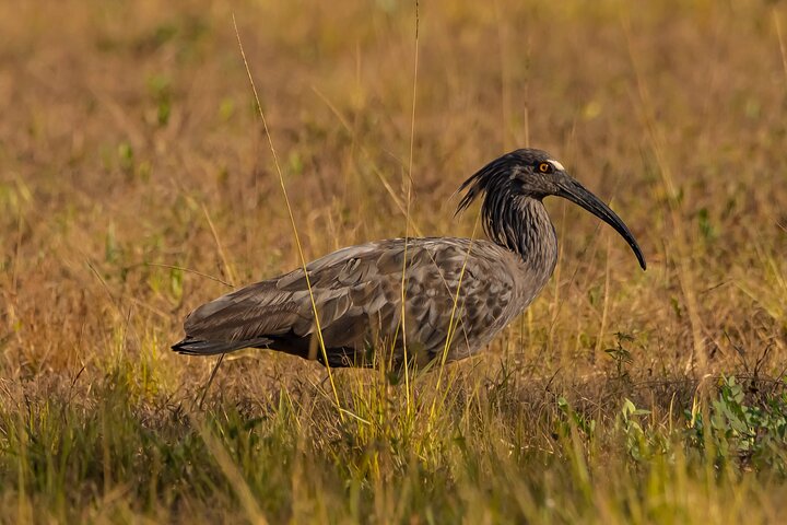 Birding and Nature Chaco Tour