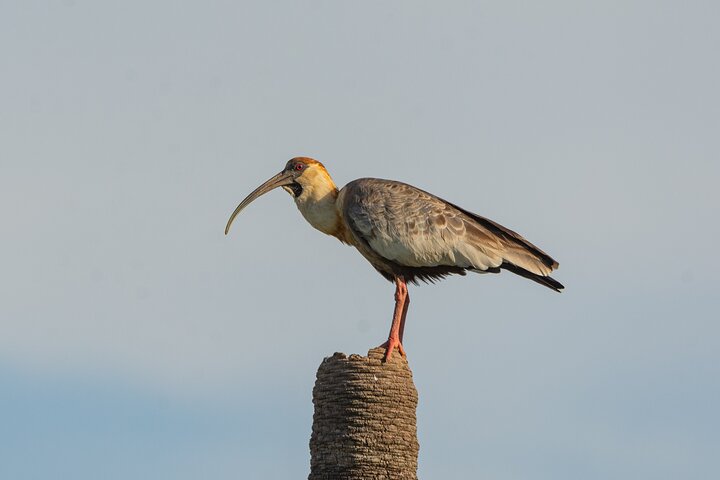 Birding and Nature Chaco Tour