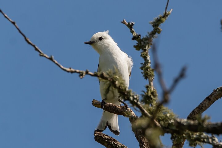 Birding and Nature Chaco Tour