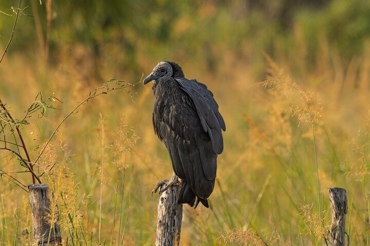 Birding and Nature Chaco Tour