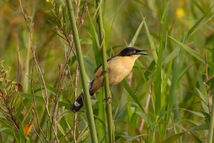Birding and Nature Chaco Tour