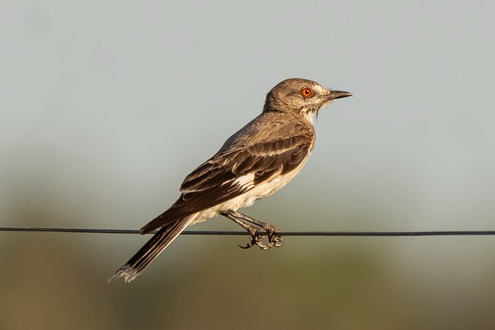 Birding and Nature Chaco Tour