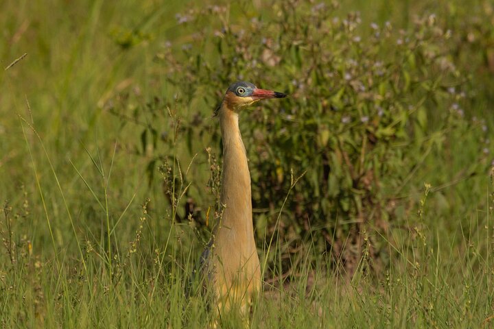 Birding and Nature Chaco Tour