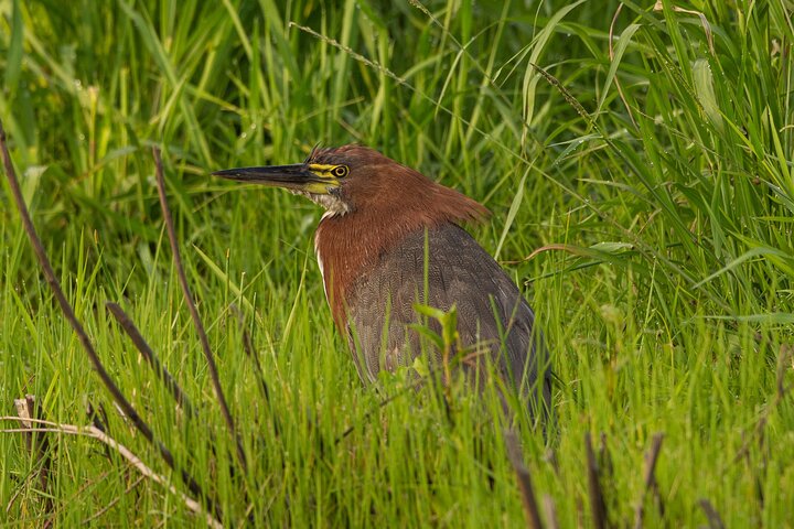 Birding and Nature Chaco Tour