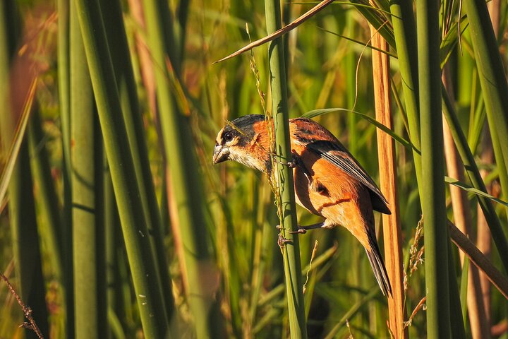 Birding and Nature Chaco Tour