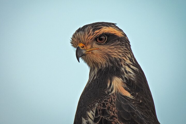 Birding and Nature Chaco Tour