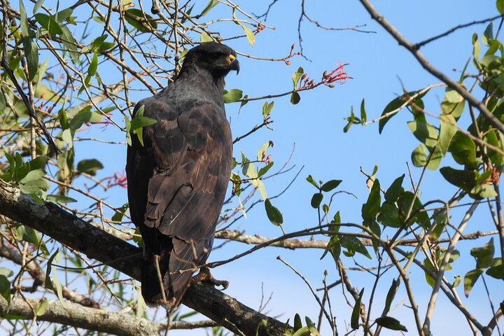 Paraguay River Nature and Wildlife Boat Tour from Asunción