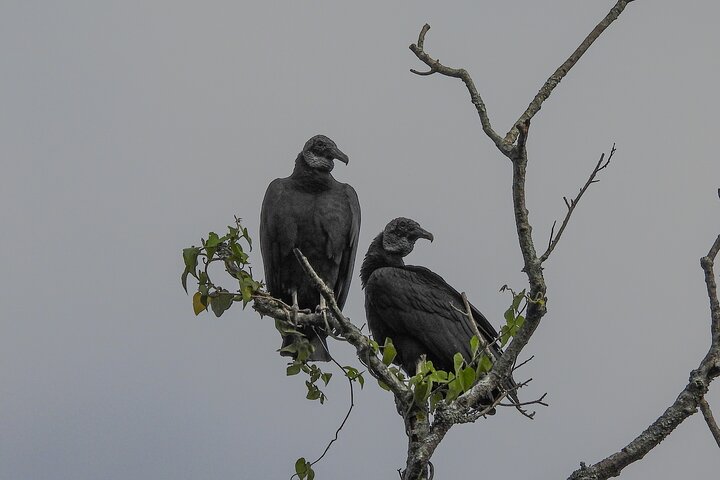 Paraguay River Nature and Wildlife Boat Tour from Asunción