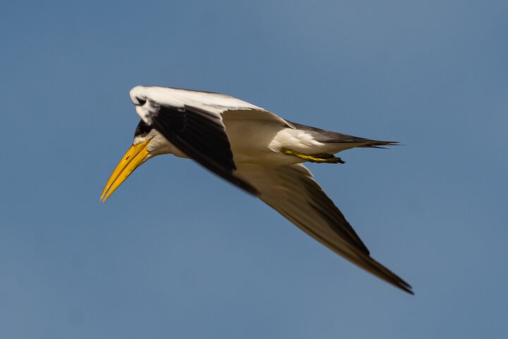 Paraguay River Nature and Wildlife Boat Tour from Asunción