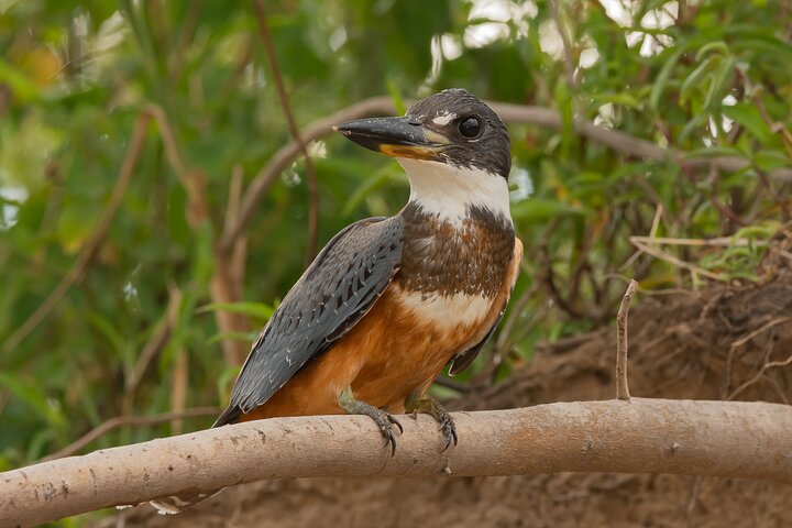 Paraguay River Nature and Wildlife Boat Tour from Asunción