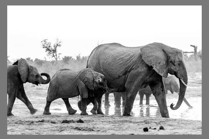 1 Night Exclusive Rustic Luxury Safari Camp Nyerere National Park