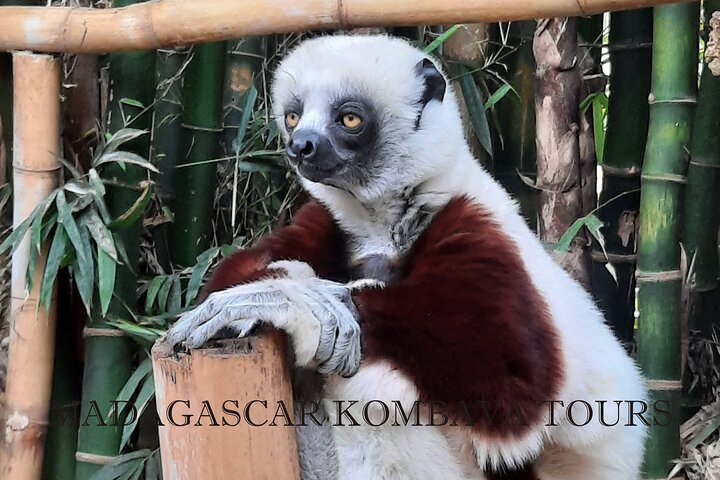 Private Tour of Lemur Park and Queen's Palace