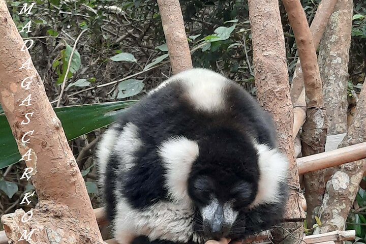Private Tour of Lemur Park and Queen's Palace