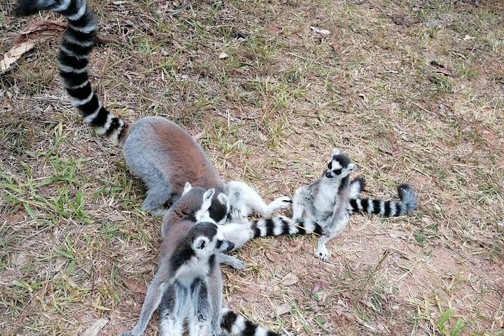 Private Tour of Lemur Park and Queen's Palace