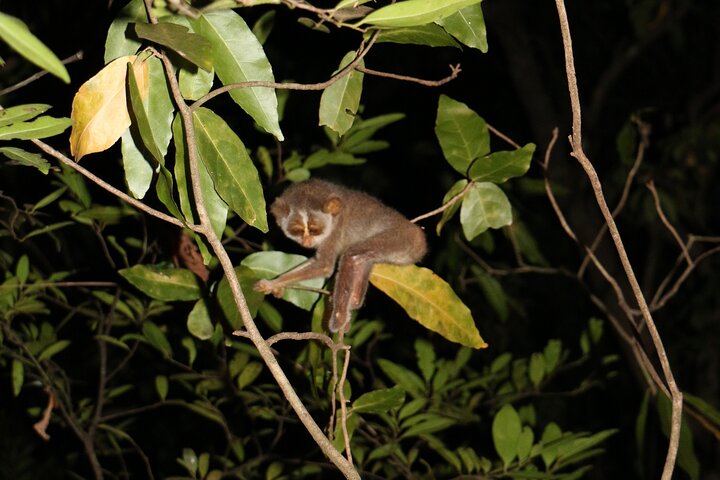 Night Hike to see Elusive & Rare Loris in Sigiriya