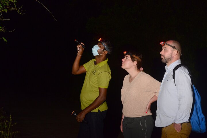 Night Hike to see Elusive & Rare Loris in Sigiriya