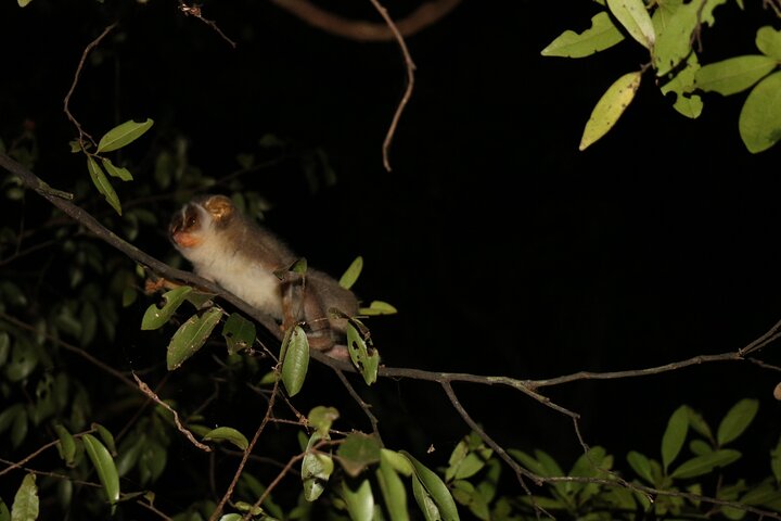 Night Hike to see Elusive & Rare Loris in Sigiriya