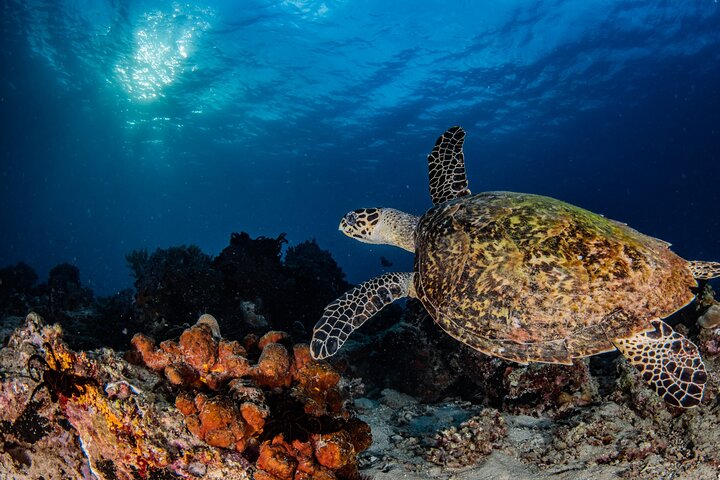 Snorkeling Trip to Menjangan Island