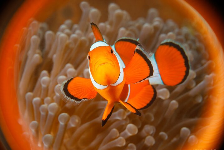 Snorkeling Trip to Menjangan Island