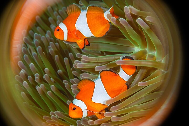 Snorkeling Trip to Menjangan Island