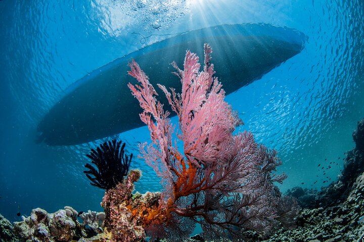 Snorkeling Trip to Menjangan Island