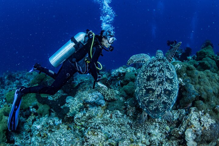 Snorkeling Trip to Menjangan Island