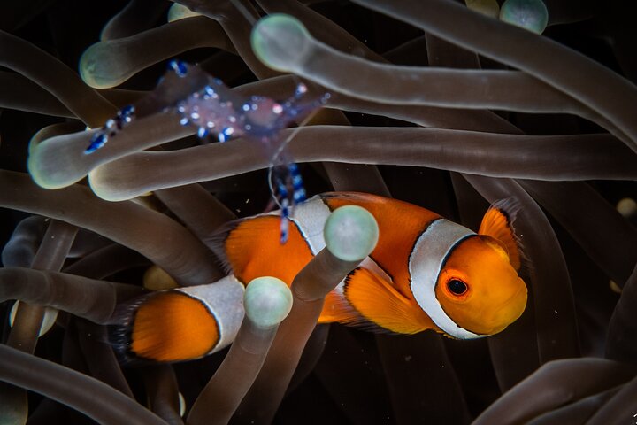 Snorkeling Trip to Menjangan Island