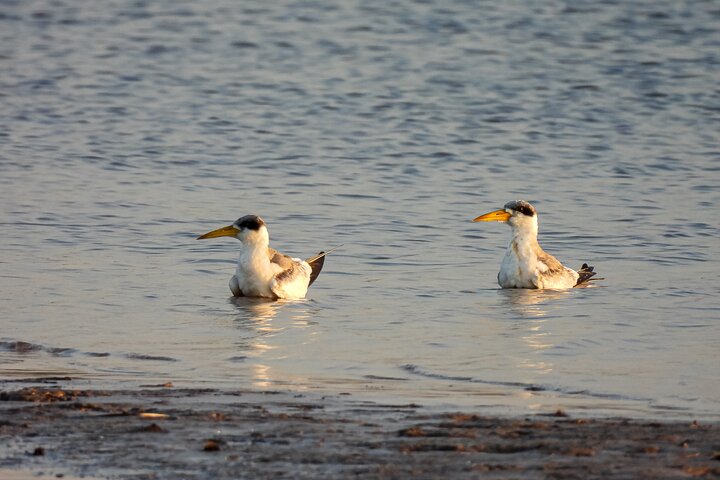 Paraguay River Nature and Wildlife Boat Tour from Asunción