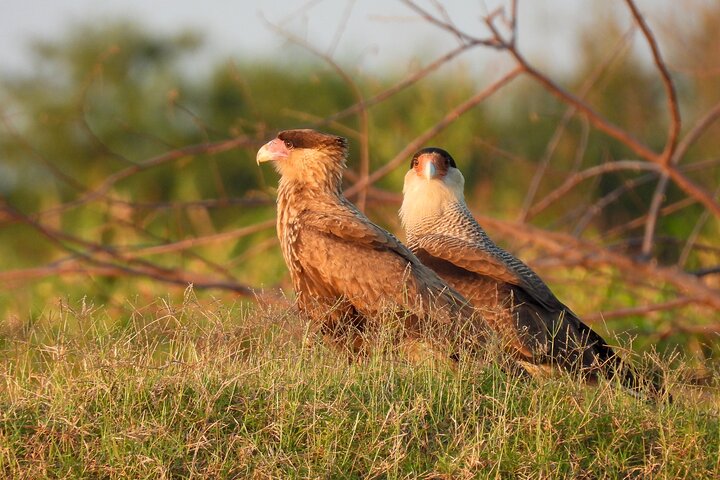 Paraguay River Nature and Wildlife Boat Tour from Asunción
