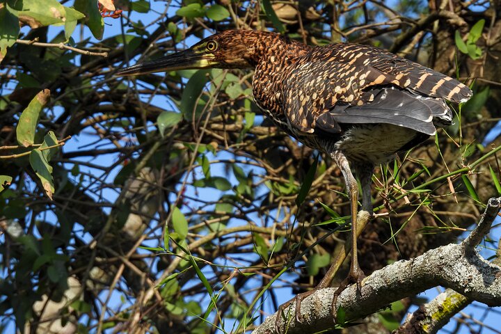 Paraguay River Nature and Wildlife Boat Tour from Asunción