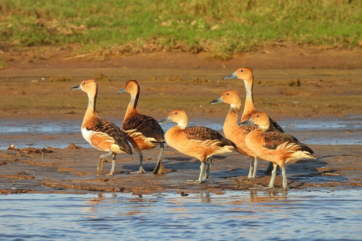Paraguay River Nature and Wildlife Boat Tour from Asunción