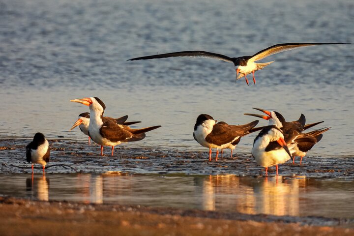 Paraguay River Nature and Wildlife Boat Tour from Asunción