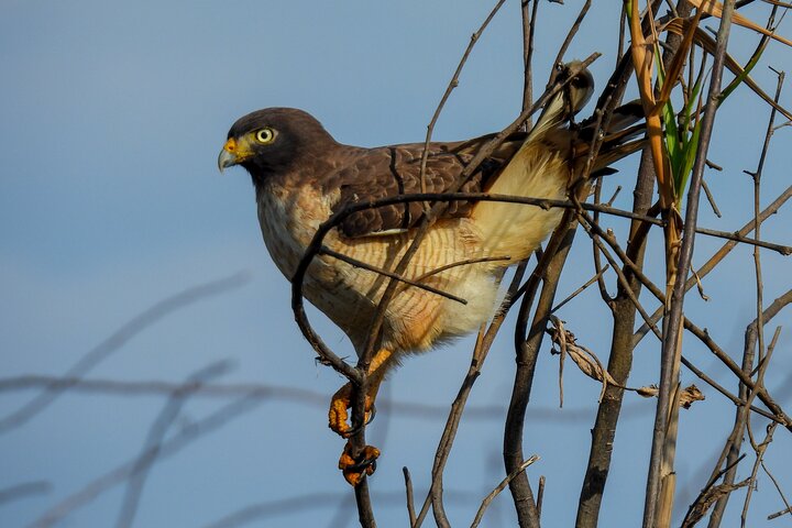 Paraguay River Nature and Wildlife Boat Tour from Asunción