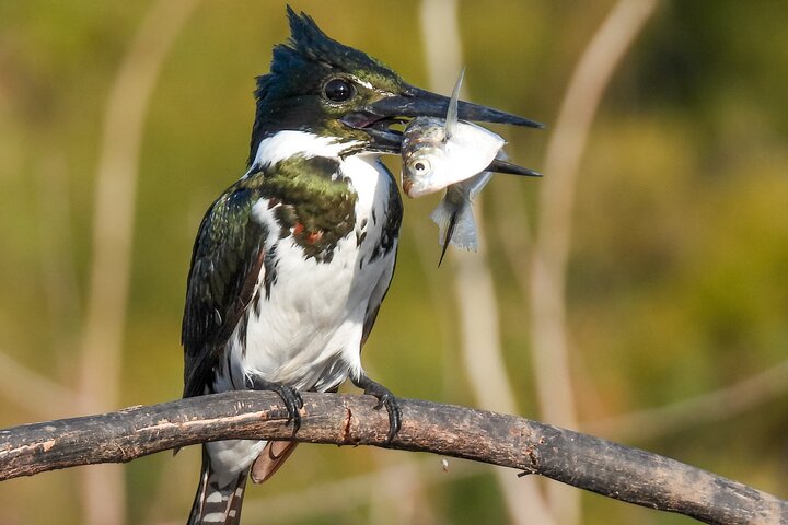 Paraguay River Nature and Wildlife Boat Tour from Asunción