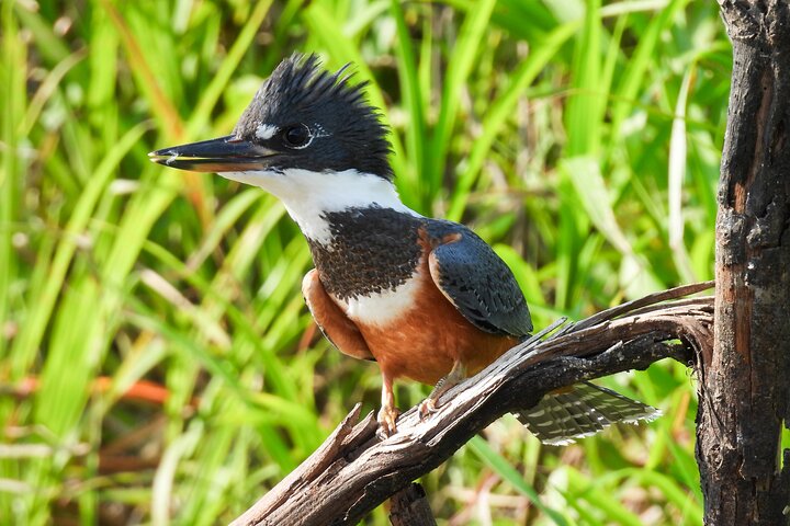Paraguay River Nature and Wildlife Boat Tour from Asunción