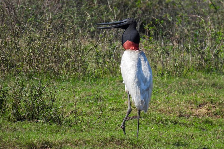 Paraguay River Nature and Wildlife Boat Tour from Asunción