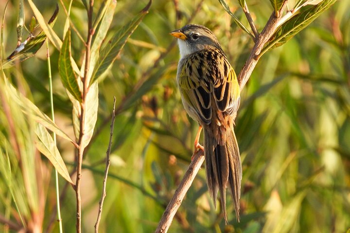 Birding and Nature Chaco Tour