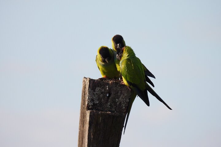 Birding and Nature Chaco Tour