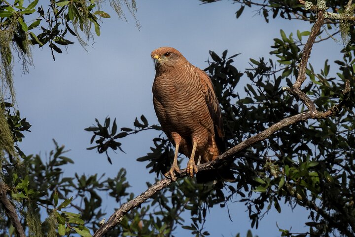 Birding and Nature Chaco Tour
